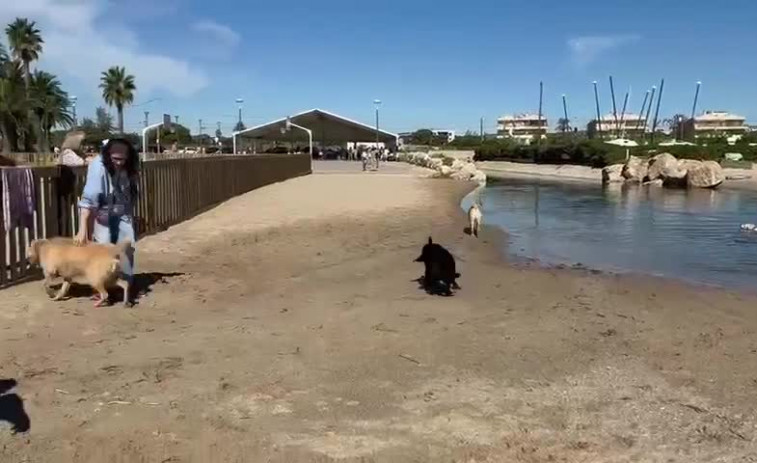 VÍDEO: 20 perros lazarillo se bañan y juegan en la playa de Torredembarra