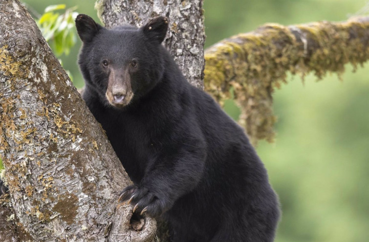 Pánico en Colorado: un oso negro y sus tres cachorros irrumpen en casa de un anciano y lo atacan