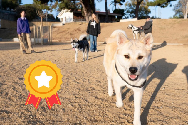 Mataró, premiada por sus políticas de Bienestar Animal