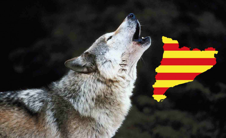 Los lobos catalanes ya han matado a 85 cabras y ovejas