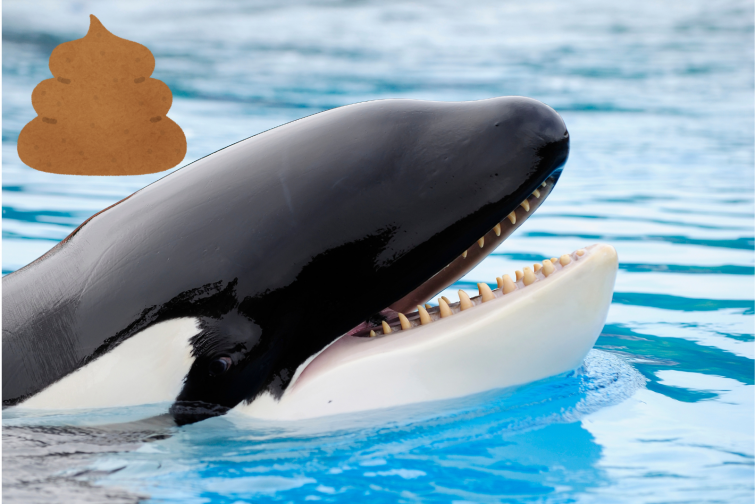 VÍDEO: Una orca se caga en una exhibición y salpica a los espectadores con sus excrementos