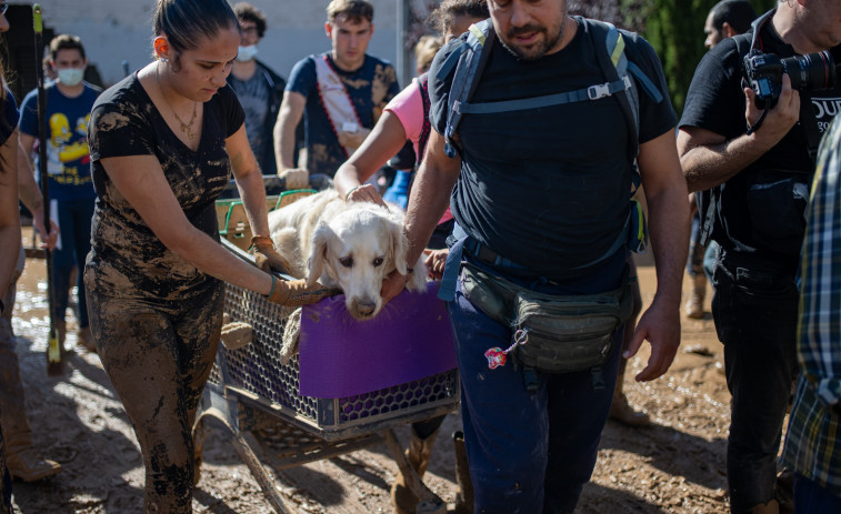 El Colegio de Veterinarios de Valencia urge veterinarios para un hospital de campaña en Paiporta