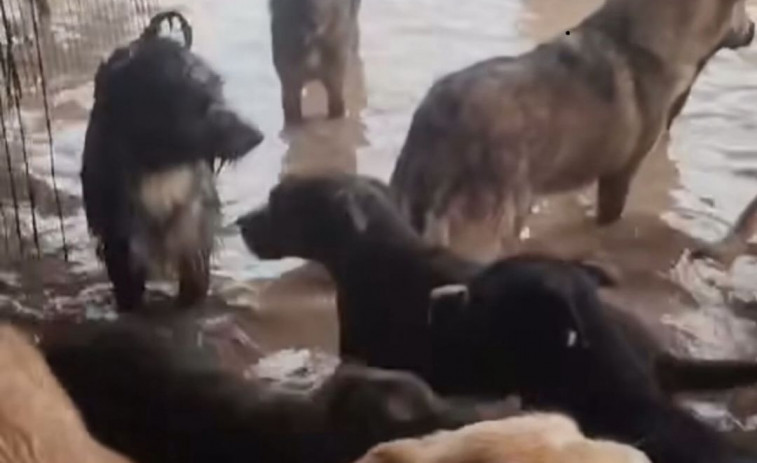 La protectora Arca de Tarragona reclama ayuda inminente para sus animales