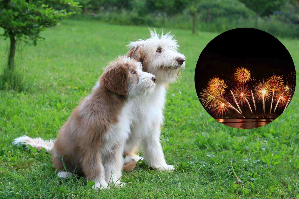 Bearded Collie, petardos