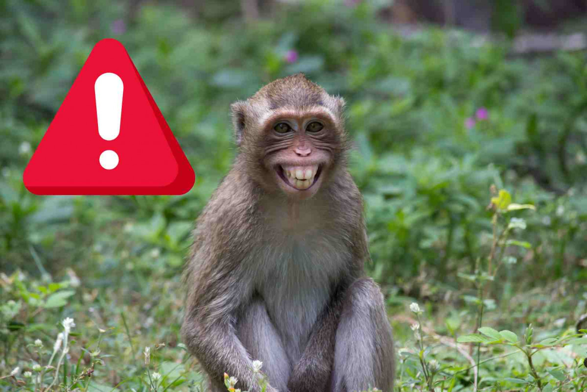 Alerta, monos