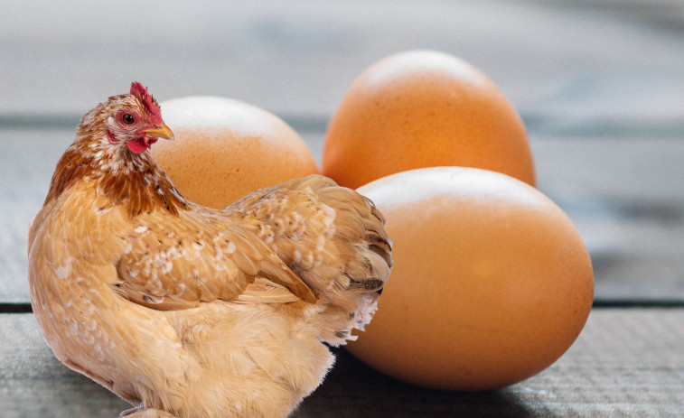 ¿Qué fue primero, el huevo o la gallina? Un enigma milenario que podría estar resuelto