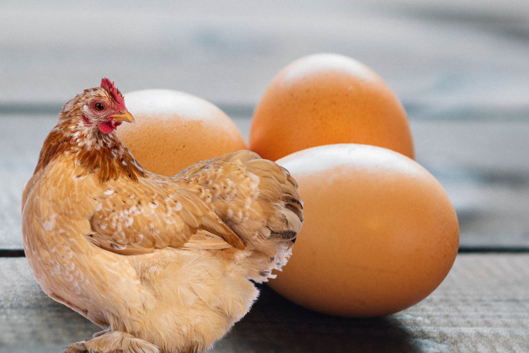 ¿Qué fue primero, el huevo o la gallina? Un enigma milenario que podría estar resuelto