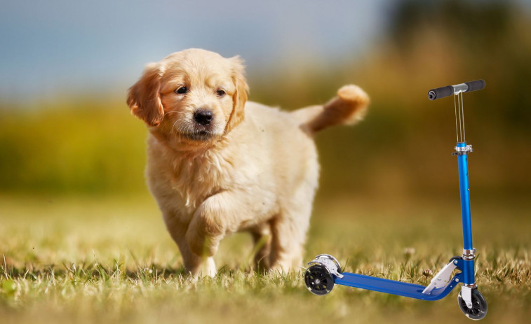 VÍDEO: ¿Un perro yendo en patinete? Las redes sociales mueren de amor con este Golden Retriever