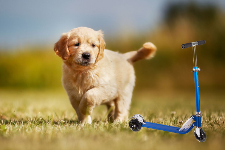 VÍDEO: ¿Un perro yendo en patinete? Las redes sociales mueren de amor con este Golden Retriever