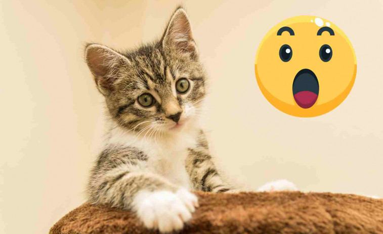 Un hombre muere desangrado tras ser arañado por su querido gato