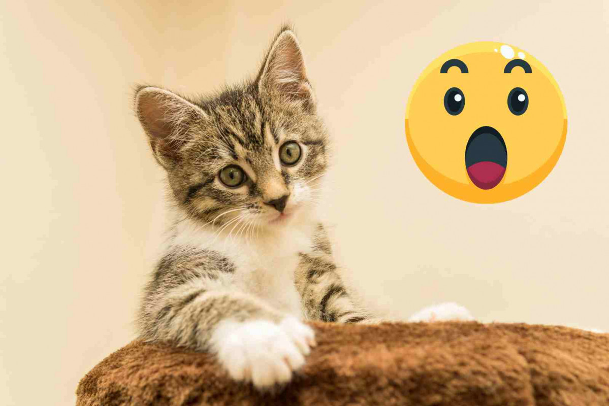 Gato
