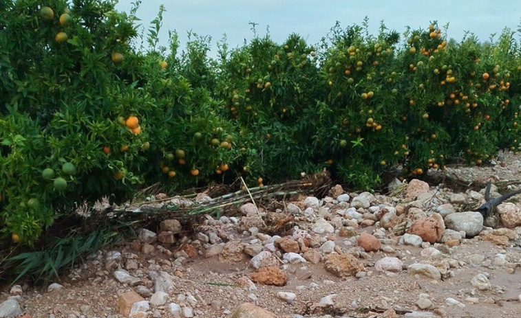 Alerta por pérdidas del 40% en cosechas de cítricos en el Baix Ebre y Montsià por la DANA
