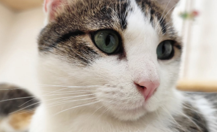 Sabadell está de estreno: abre el primer 'cat café' de la ciudad