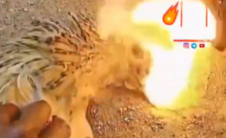 VÍDEO: Captan el momento en el que un pollo saca fuego por la boca después de morir
