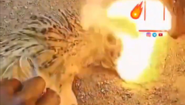 VÍDEO: Captan el momento en el que un pollo saca fuego por la boca después de morir