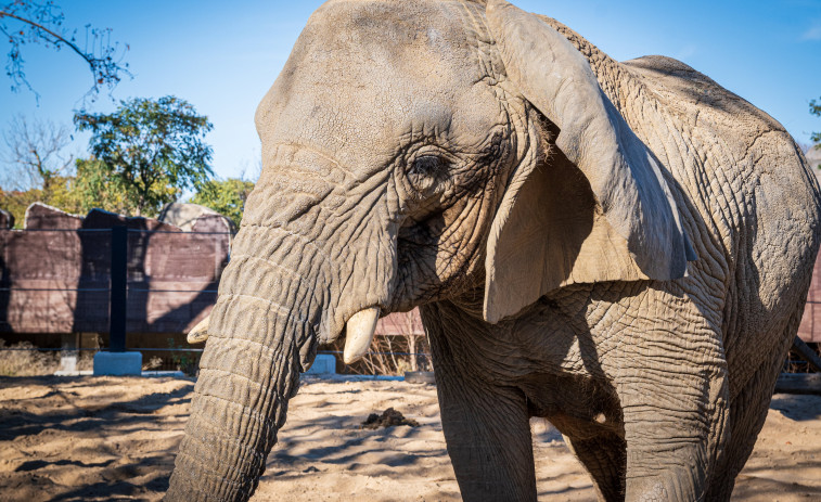 Muere en Barcelona la elefanta africana Yoyo, la más longeva del mundo