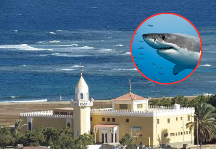 Un tiburón mata a un turista y hiere a otro en un ataque en el Mar Rojo