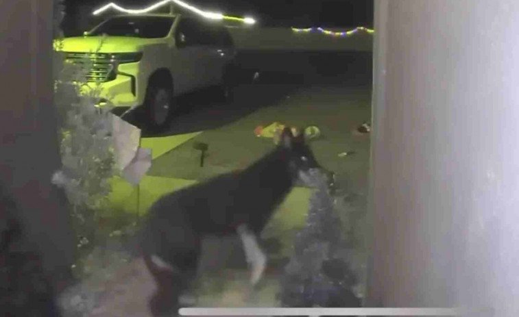 Milagro navideño: un perro perdido vuelve a casa y toca al timbre en Nochebuena