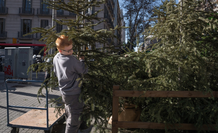 Los puntos de recogida de árboles de Navidad de Barcelona empiezan a recibir abetos