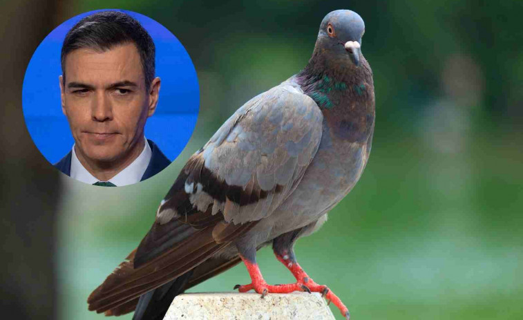 Nuevo problema para Pedro Sánchez: una plaga de palomas ha invadido la Moncloa