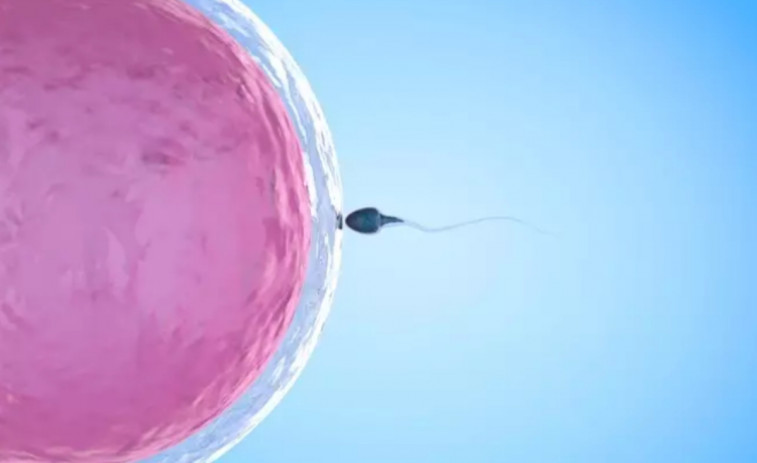 Una investigación arroja luz sobre las posibles causas de infertilidad masculina