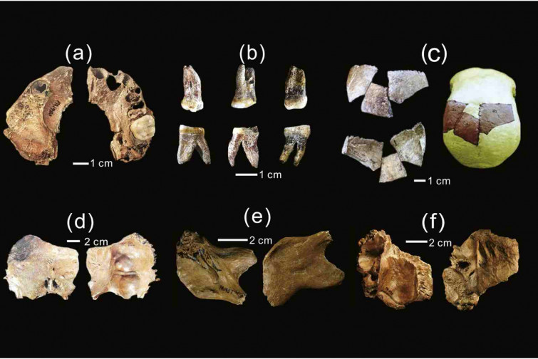 Descubren una nueva especie humana con un cerebro más grande que el de Homo sapiens