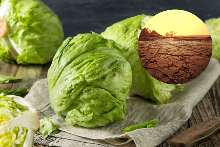¿Lechugas resistentes a la sequía? Científicos españoles prometen revolucionar la agricultura