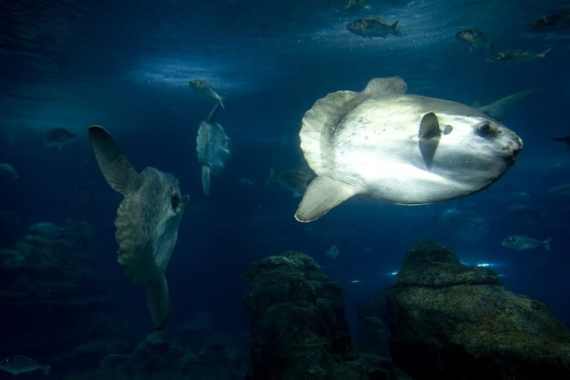 Aquarium