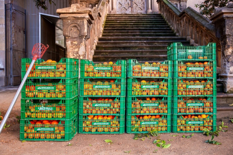 Siete distritos de Barcelona inician la recogida comunitaria de naranjas amargas