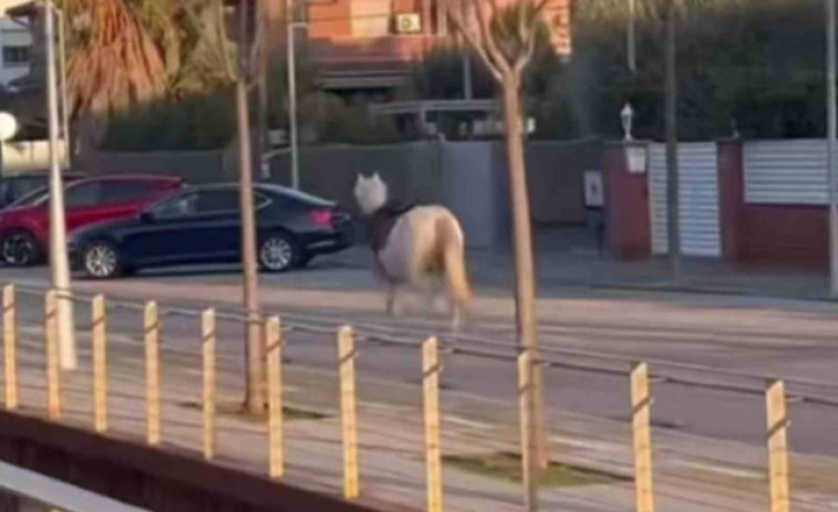 VÍDEO | Encuentran un caballo caminando solo por la Rambla Marisol de Castelldefels