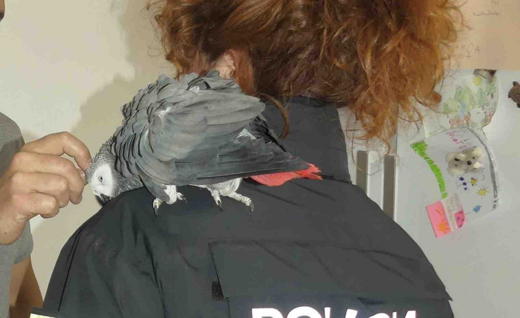 Un loro robado hace tres años vuelve con su dueño tras ser rescatado en Lleida