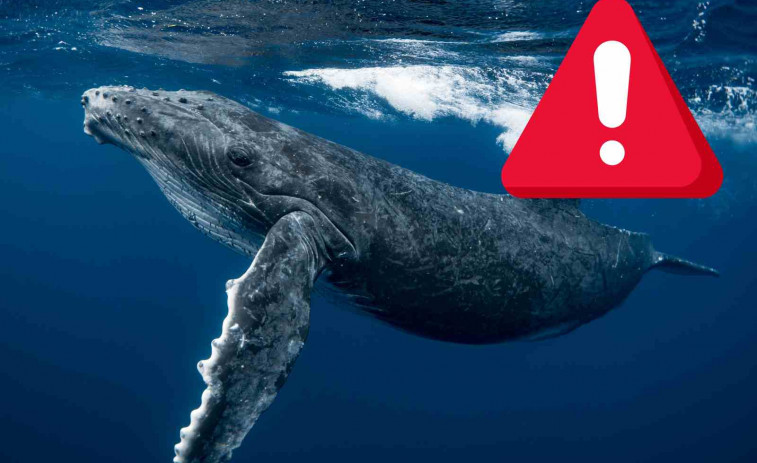 ¡Tragado por una ballena en Chile! El impactante testimonio de un kayakista que creyó que iba a morir