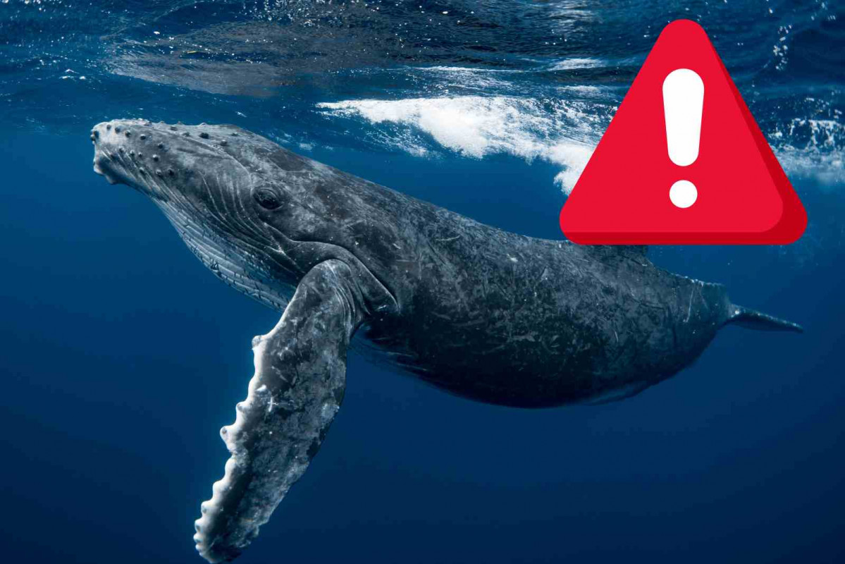 Alerta, ballena