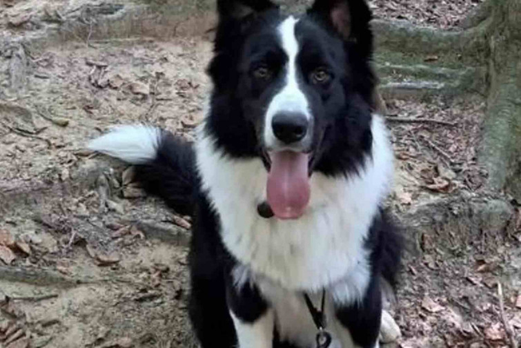 Un policía local de Banyoles participó en el secuestro de Lucky, el perro desaparecido en Navata