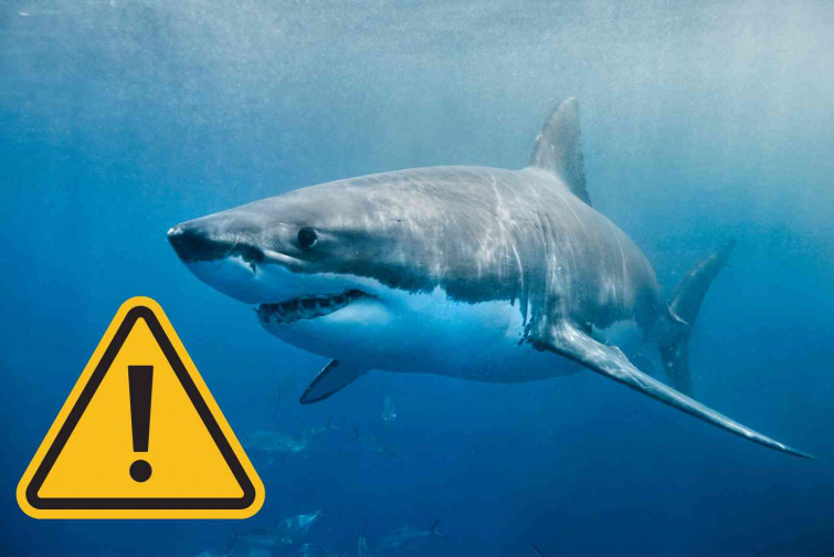 Un tiburón le arranca las manos a una mujer cuando intentaba hacerle una foto