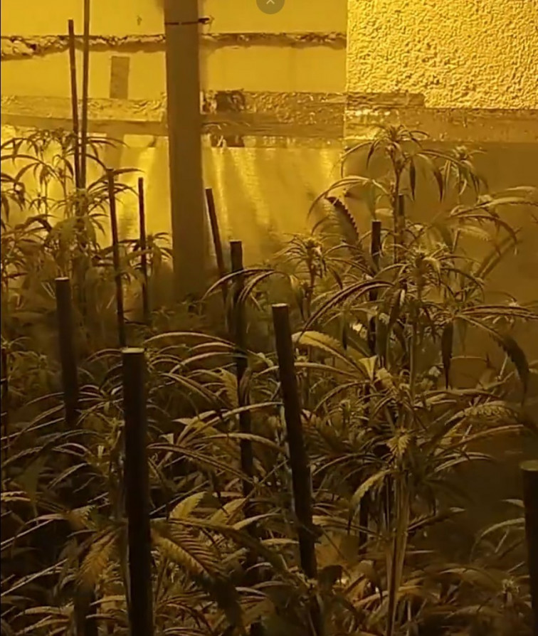 Detenida una familia por cultivar 676 plantas de marihuana y esconder más de 90.000 euros