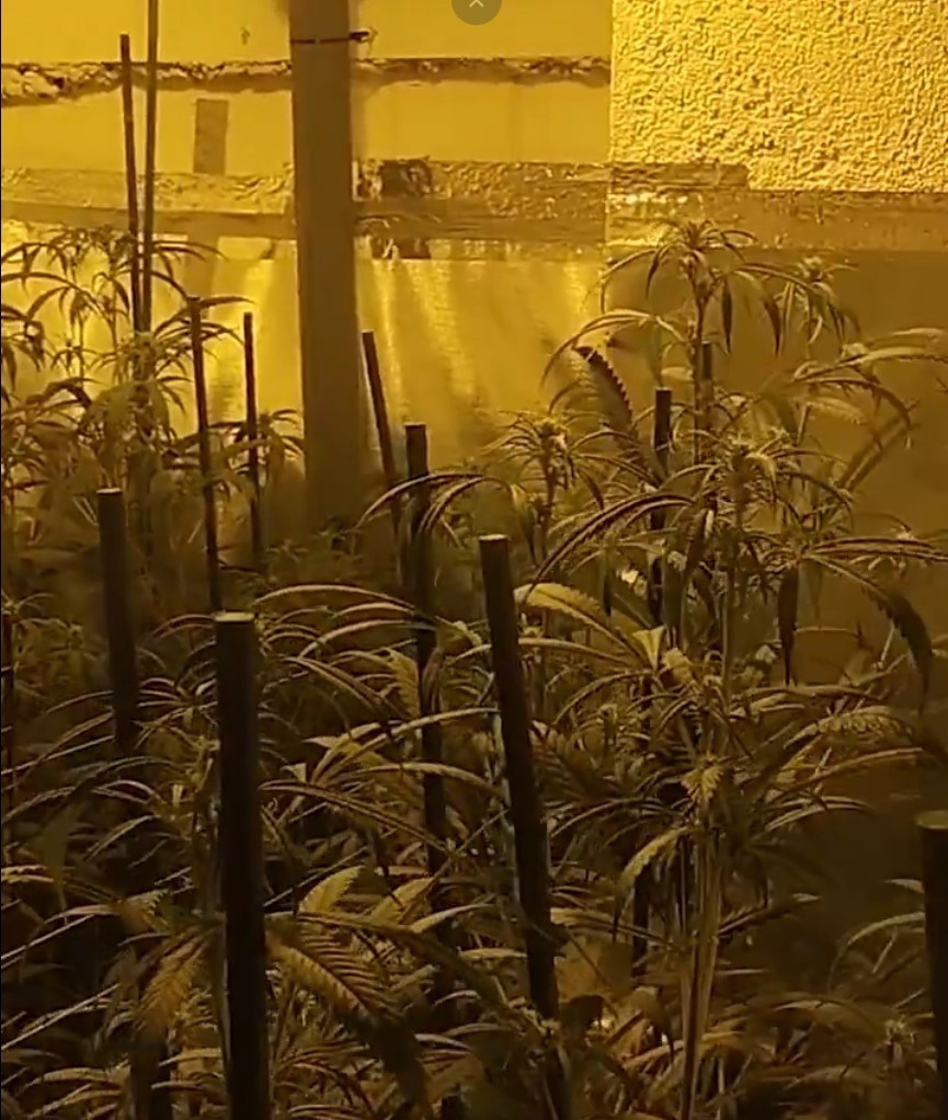 Plantación de marihuana en una de las viviendas.