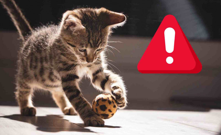 Rescate a contrarreloj en Lleida: hay dos gatos atrapados en un edificio que será demolido
