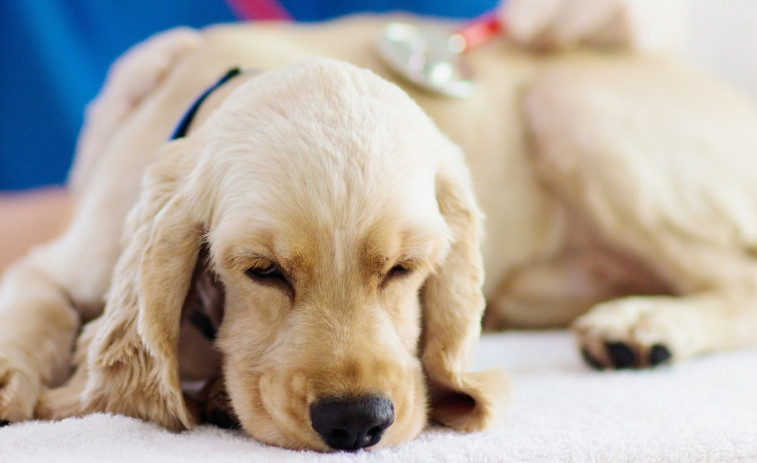 Advierten que la esterilización temprana en perros aumenta su riesgo de padecer transtornos: ¿Cuándo hacerla?