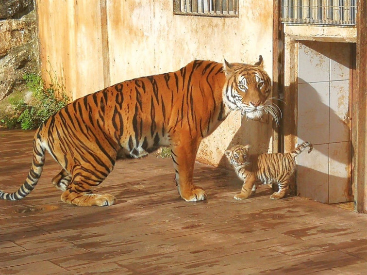 Pánico en la India por los reiterados ataques de animales salvajes a trabajadores de plantaciones de caucho