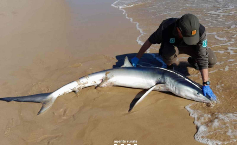 Aparece un tiburón de 2,5 metros en la orilla de una playa de Tarragona