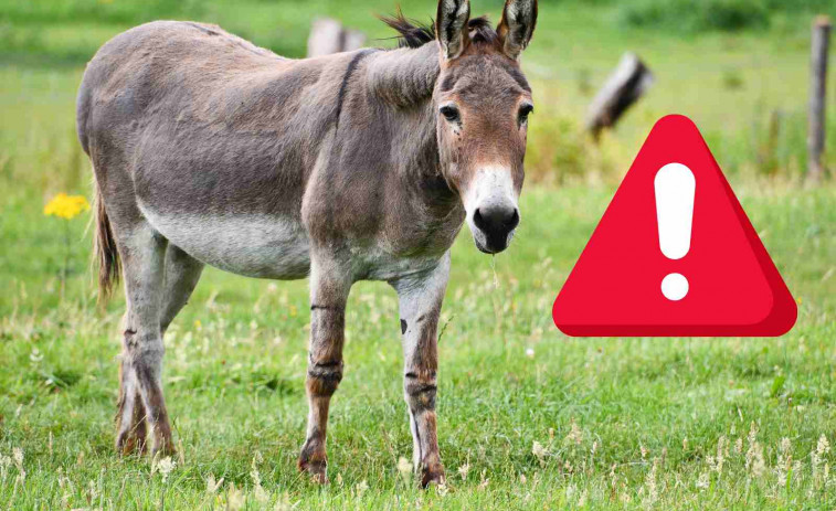 Detenido un hombre de 47 años por violar a ponis, burros y ovejas en Roda de Berà
