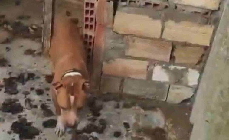 VÍDEO | Rescatado un perro en Tarragona que vivía sin agua y rodeado de excrementos