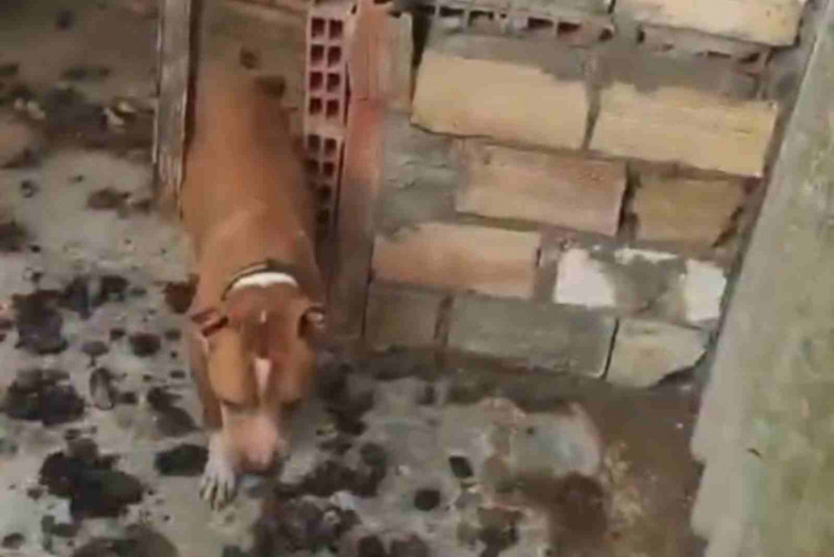 VÍDEO | Rescatado un perro en Tarragona que vivía sin agua y rodeado de excrementos