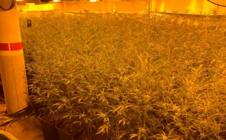 Golpe al cultivo de marihuana: desmanteladas más de 4.200 plantas en municipios de Lleida y Tarragona
