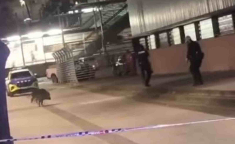 VÍDEO | Denuncian a varios Mossos por matar a tiros a un jabalí indefenso