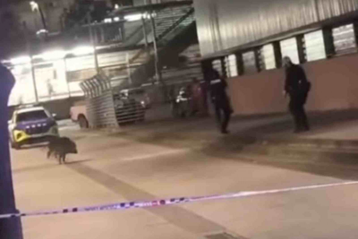 Encuentro del jabalí con los agentes de Mossos d'Esquadra