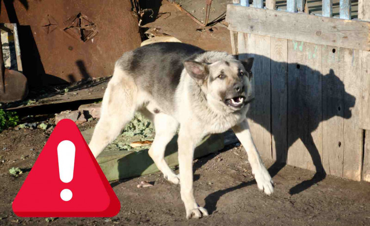 Terror en el Alt Empordà: Vecinos aterrorizados por los ataques de un grupo de perros descontrolados
