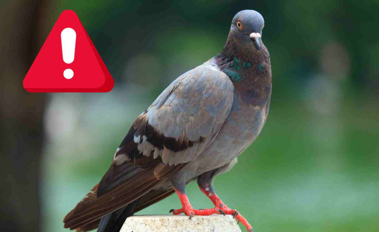 “Es como Los Pájaros de Hitchcock”: la gran plaga que está atormentando a los vecinos de Lleida