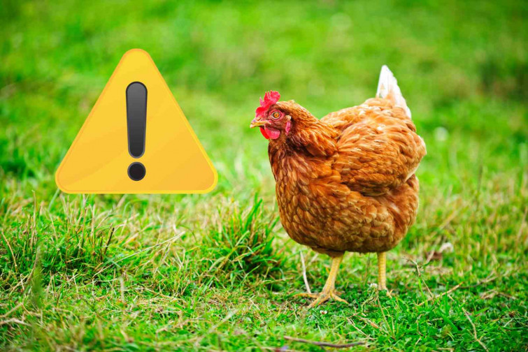 Alerta por un grupo de 700 gallinas: toman las calles y siembran el caos en Torrevieja